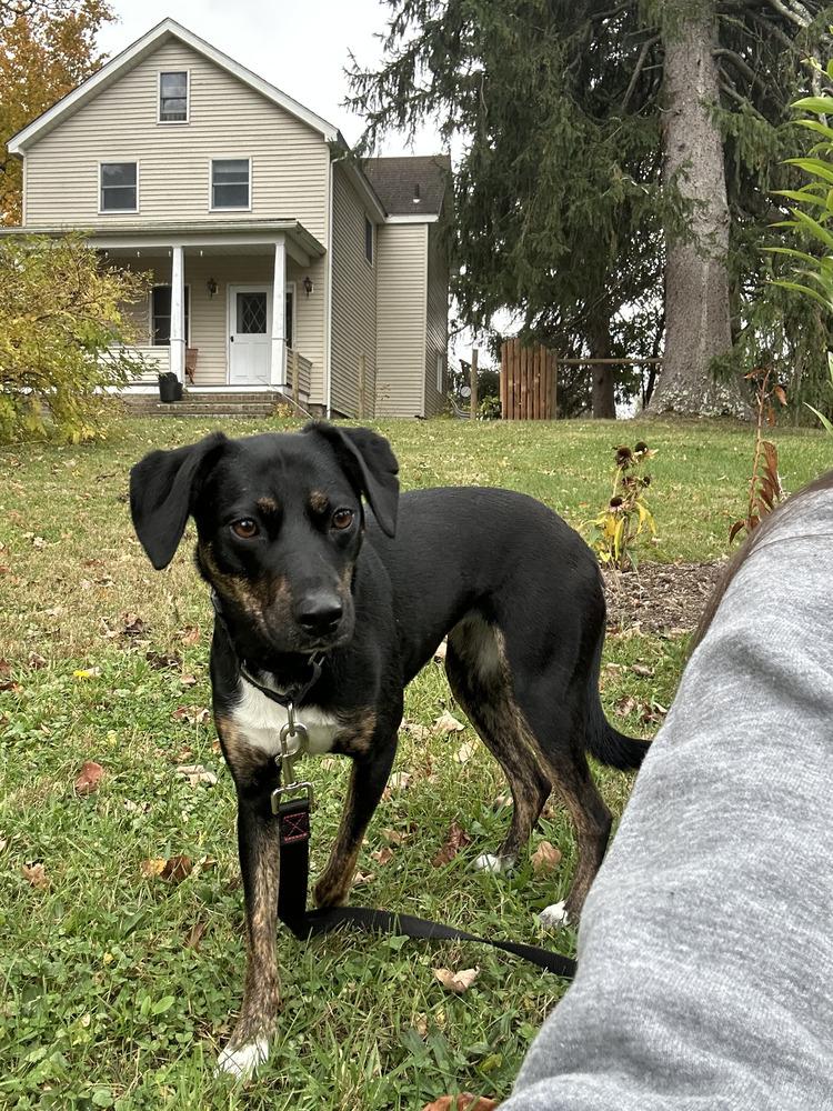 Shiloh, Adoptable, Young Female Beagle & Hound.