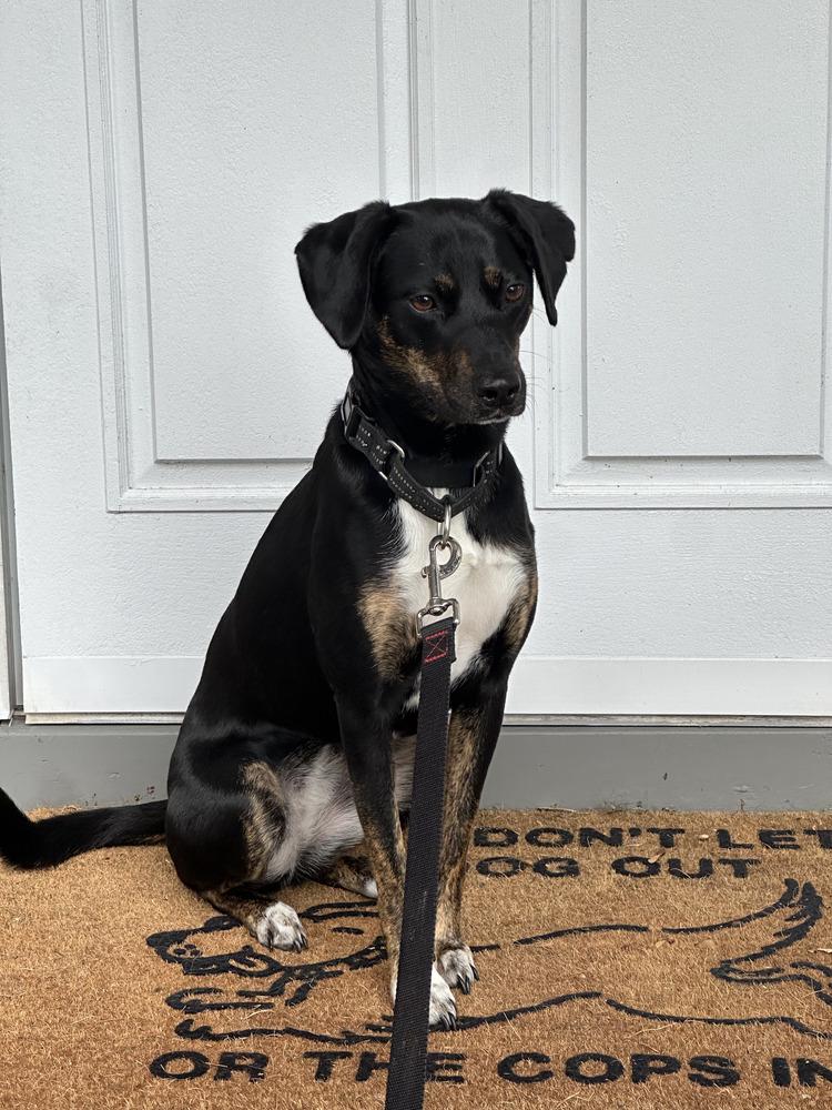 Shiloh, a Adoptable mixed breed in Manhattan, NY image 2/3
