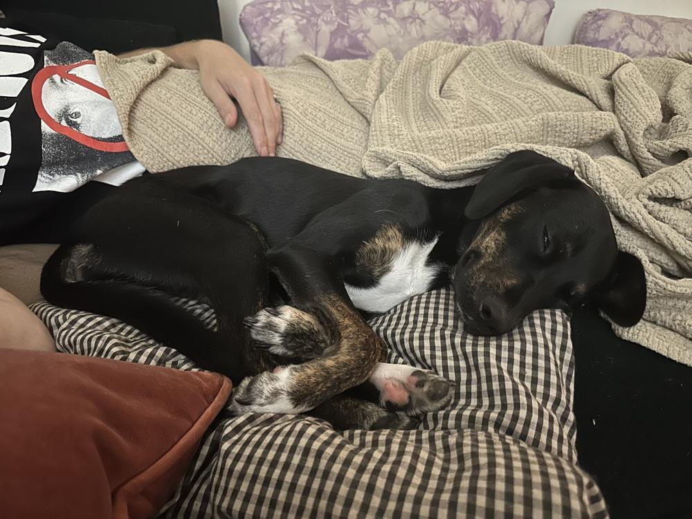 Shiloh, a Adoptable mixed breed in Manhattan, NY image 3/3