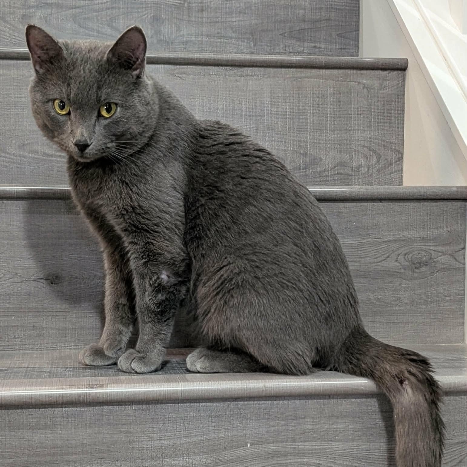 Don Julio, adopted, Young Male Domestic Short Hair.