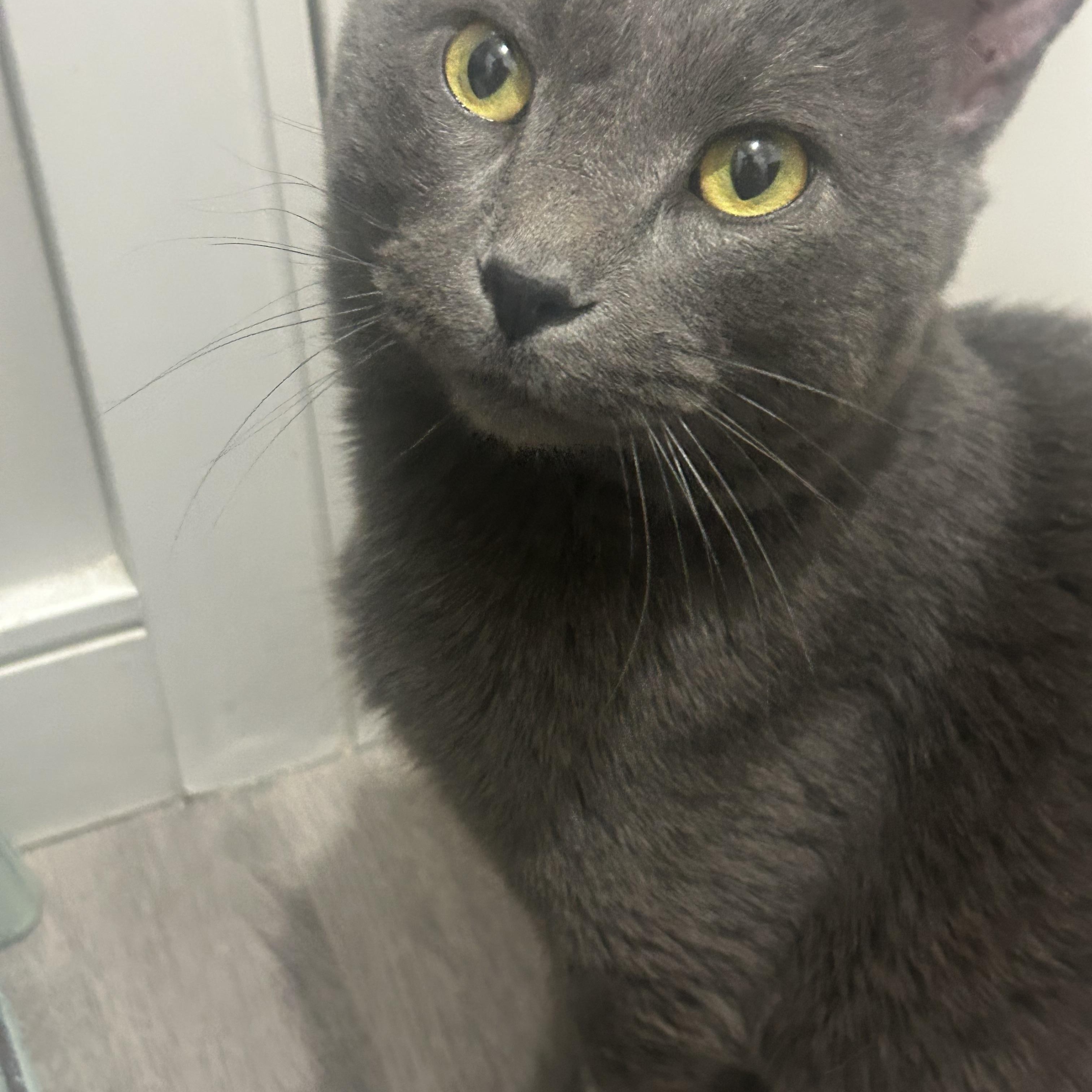 Enlarge Don Julio, an adopted Domestic Short Hair in Edmonton, AB image 2/3