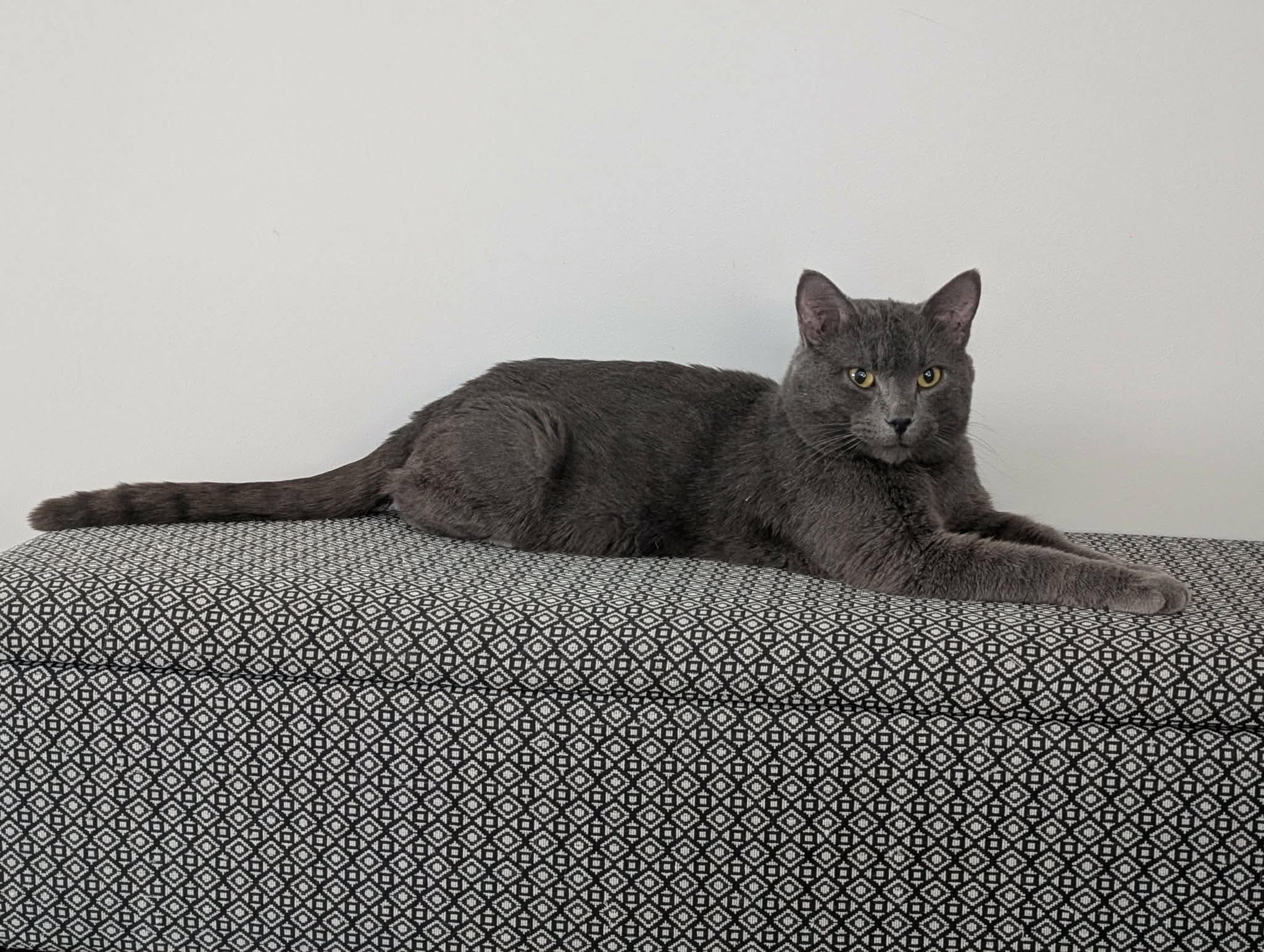 Enlarge Don Julio, an adopted Domestic Short Hair in Edmonton, AB image 3/3