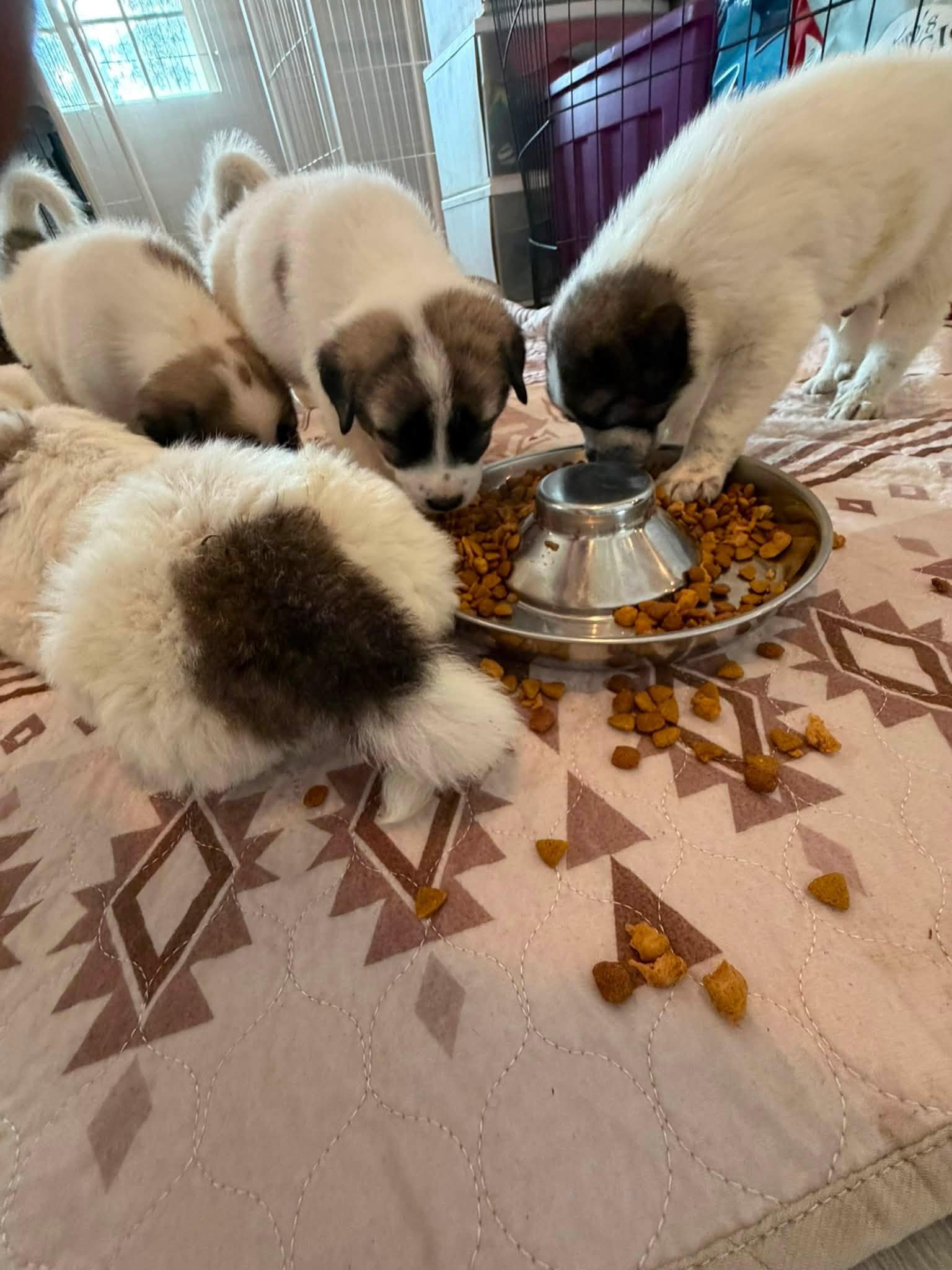 Gampr Puppies, an adopted Anatolian Shepherd in Agua Dulce, CA image 3/6