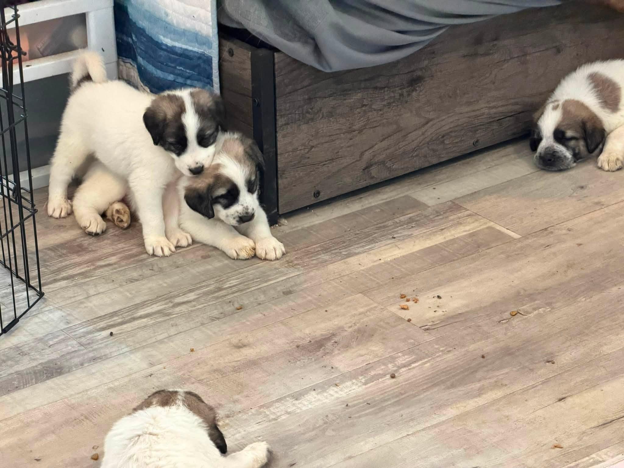 Gampr Puppies, an adopted Anatolian Shepherd in Agua Dulce, CA image 5/6