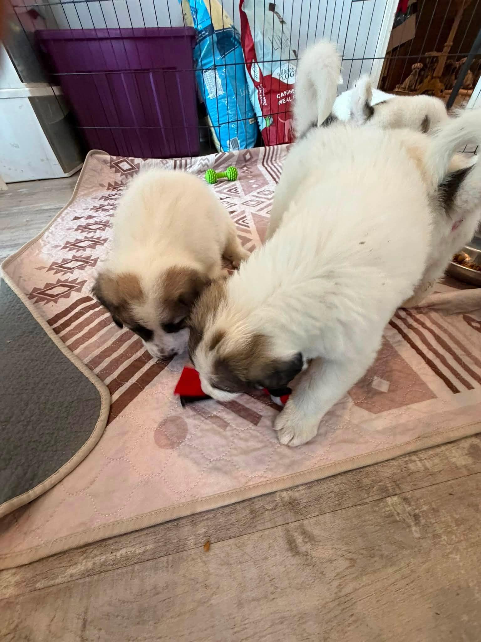 Gampr Puppies, an adopted Anatolian Shepherd in Agua Dulce, CA image 4/6