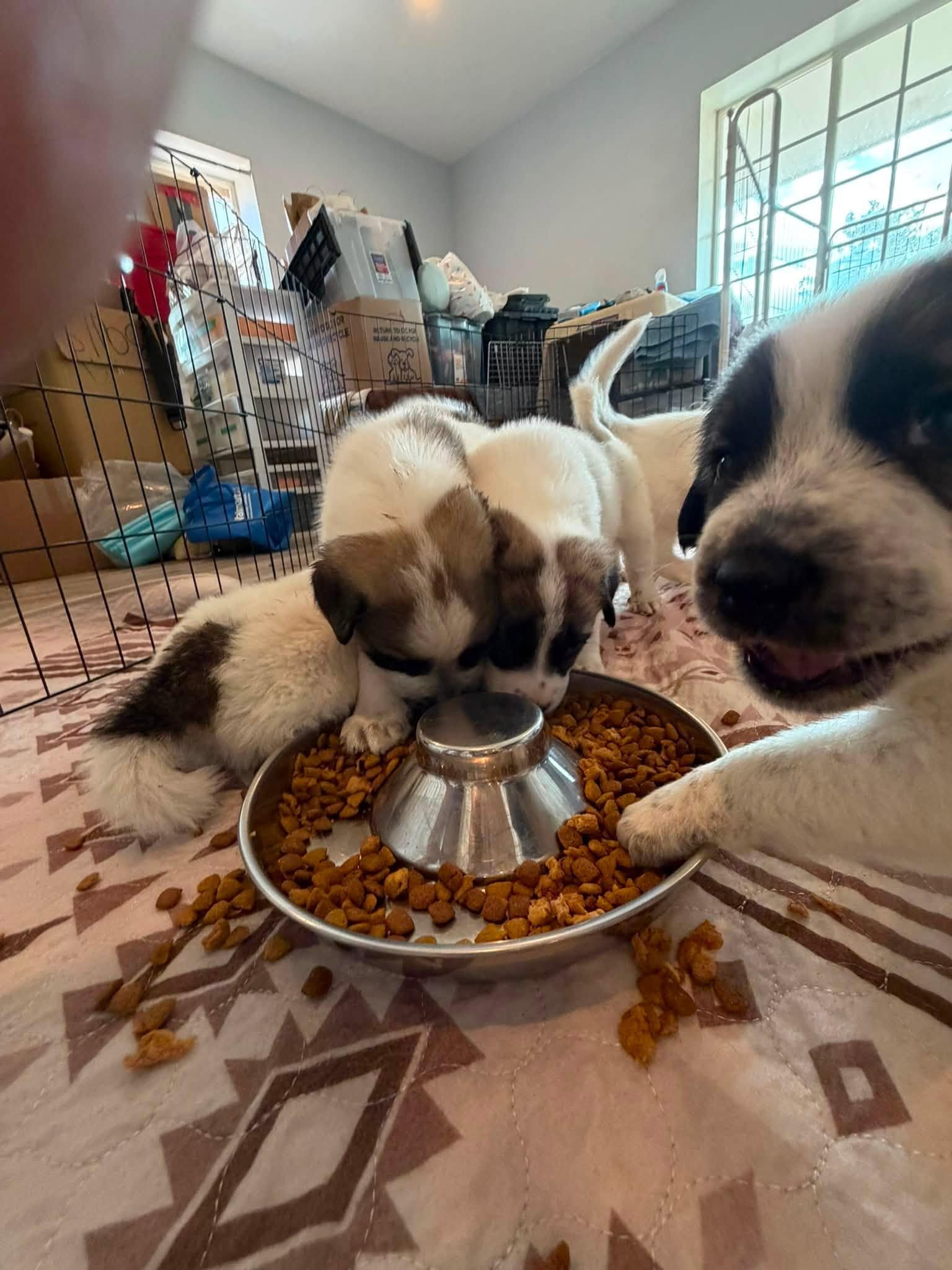 Gampr Puppies, an adopted Anatolian Shepherd in Agua Dulce, CA image 2/6