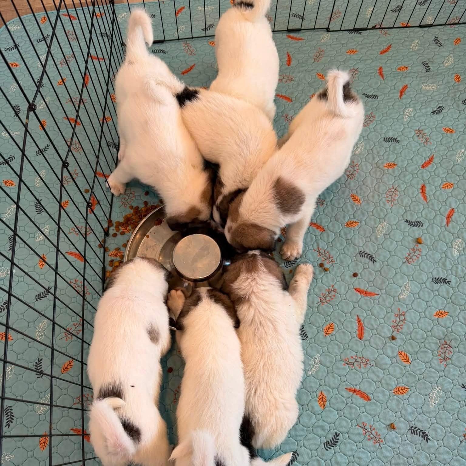 Gampr Puppies, adopted, Puppy Female Anatolian Shepherd.