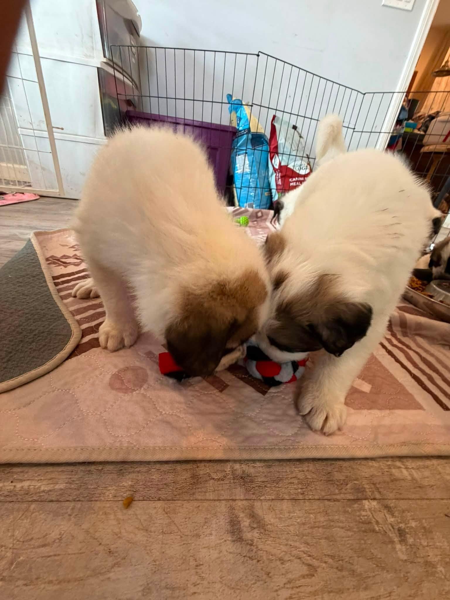Gampr Puppies, an adopted Anatolian Shepherd in Agua Dulce, CA image 6/6
