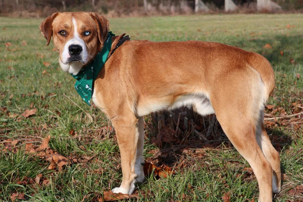 Enlarge AJ, a Adoptable mixed breed in Columbia, TN image 2/6