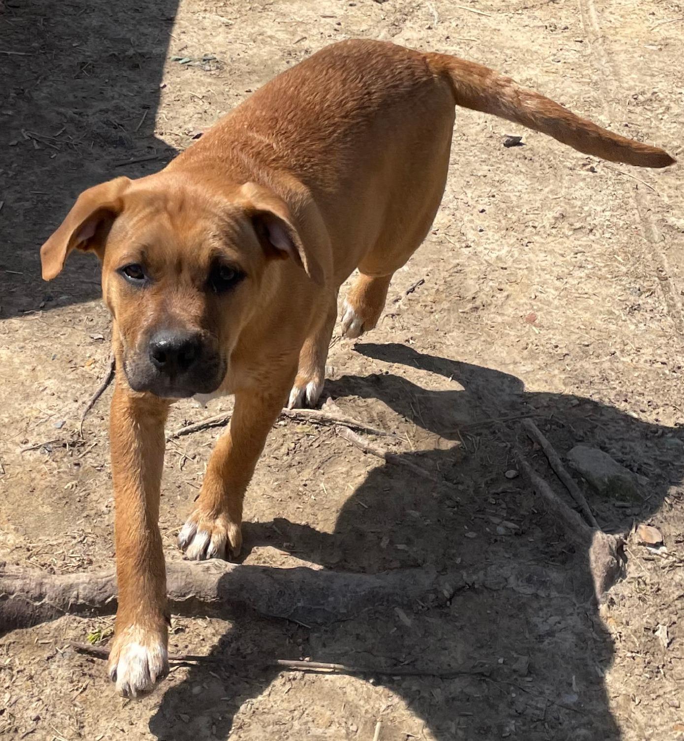 Jumbo, Adoptable, Puppy Male Hound & Labrador Retriever.