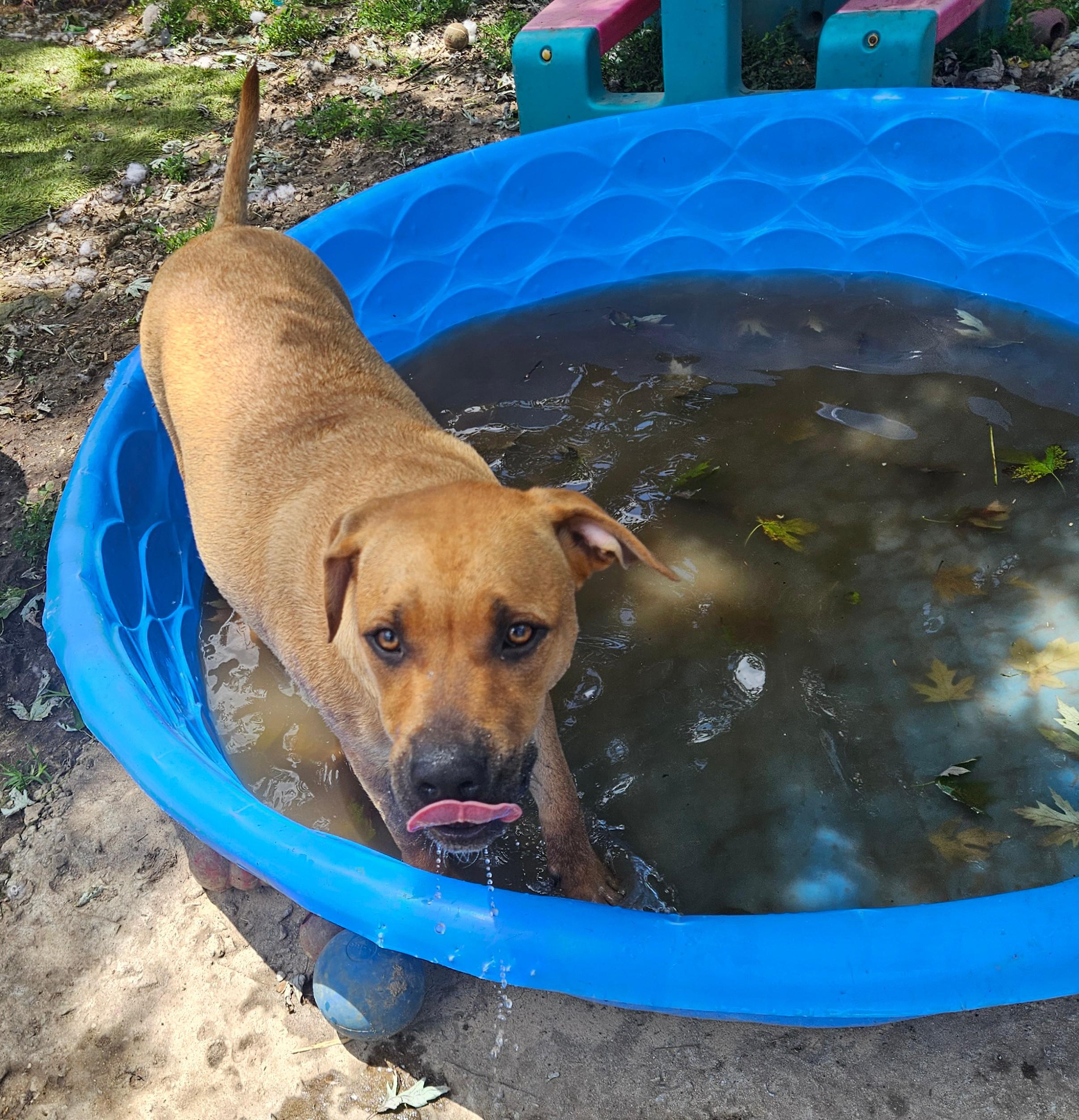 Enlarge Jumbo, a Adoptable mixed breed in Tracy City , TN image 1/3