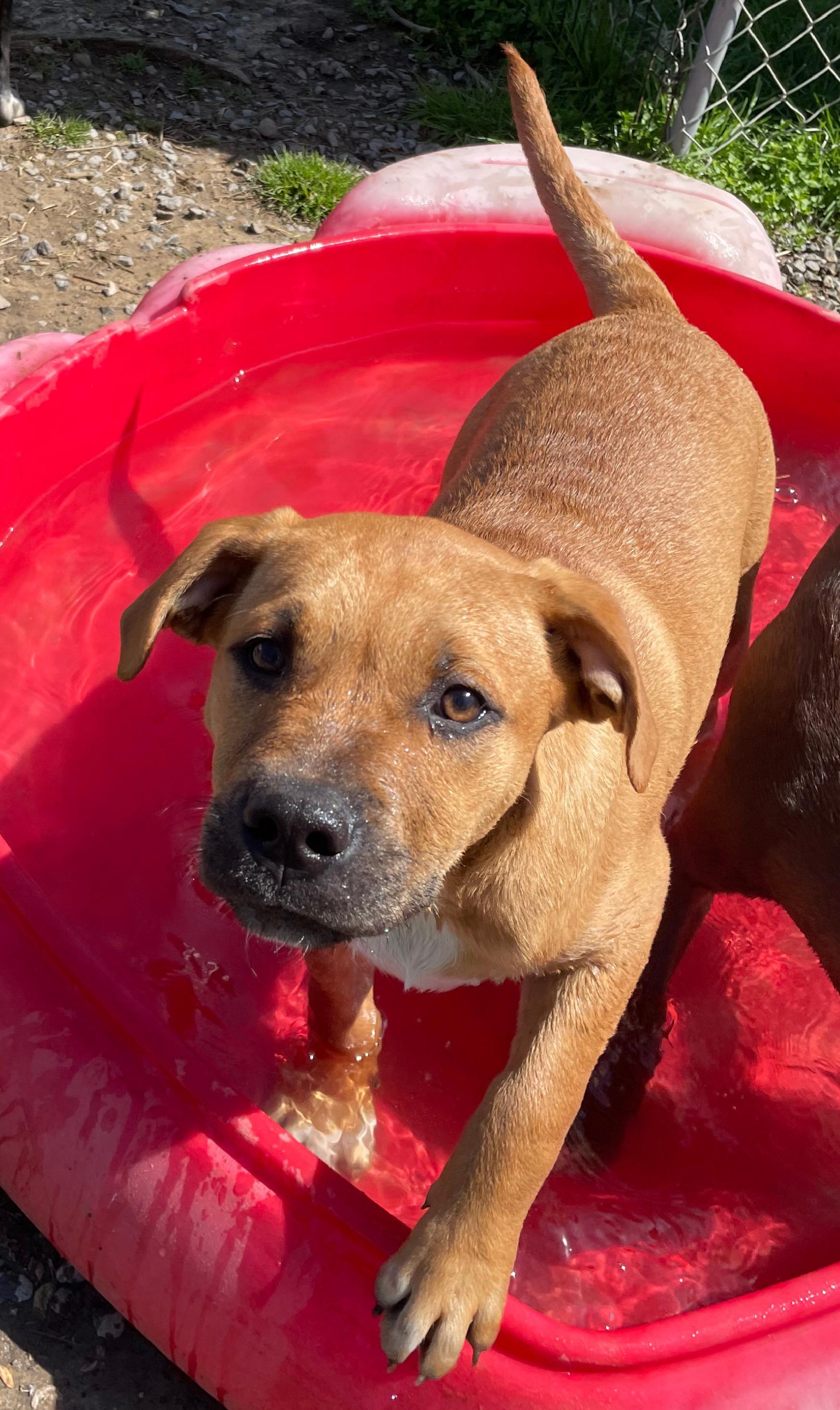 Enlarge Jumbo, a Adoptable mixed breed in Tracy City , TN image 2/3