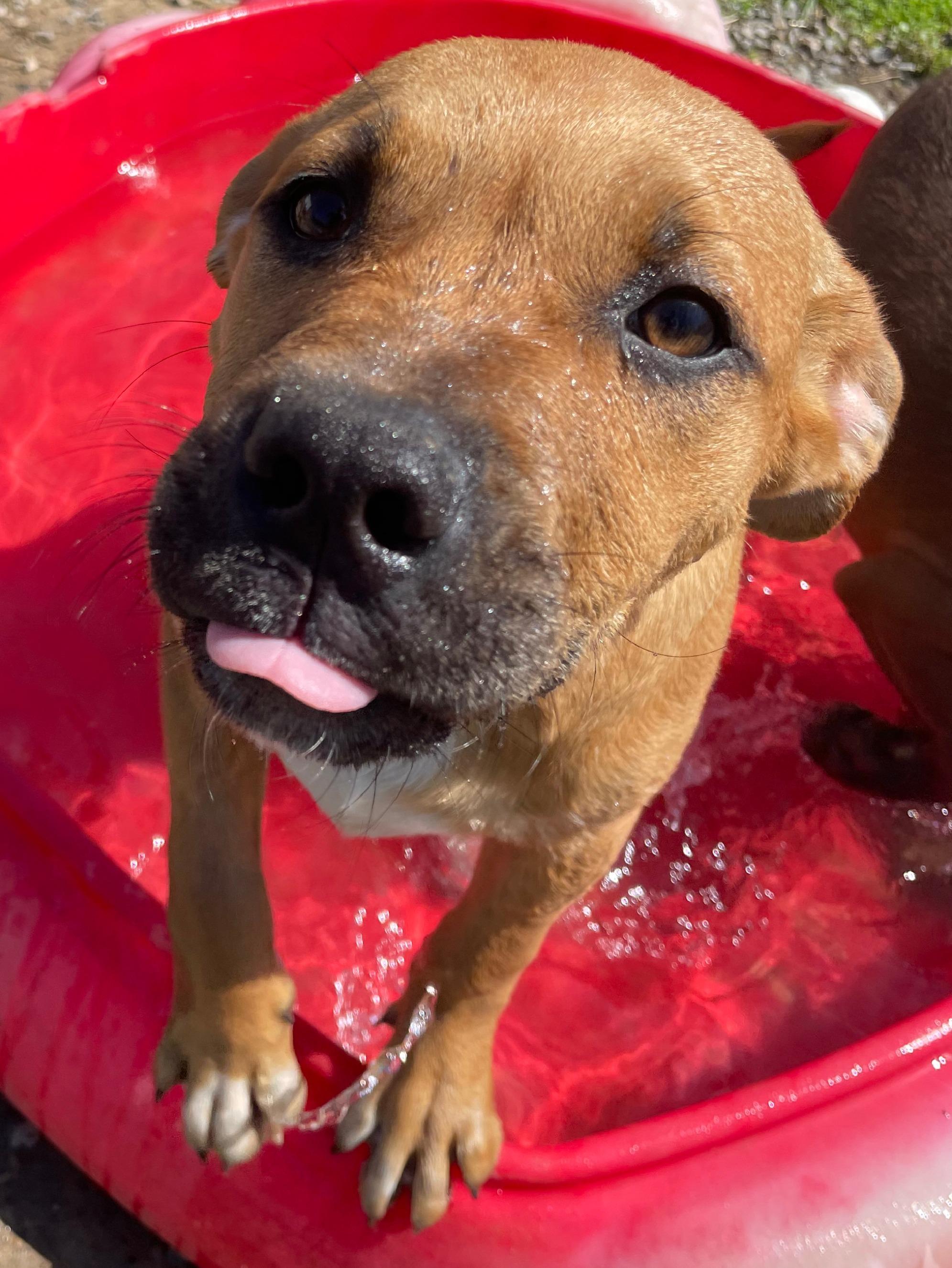 Jumbo, Adoptable, Young Male Hound & Labrador Retriever.