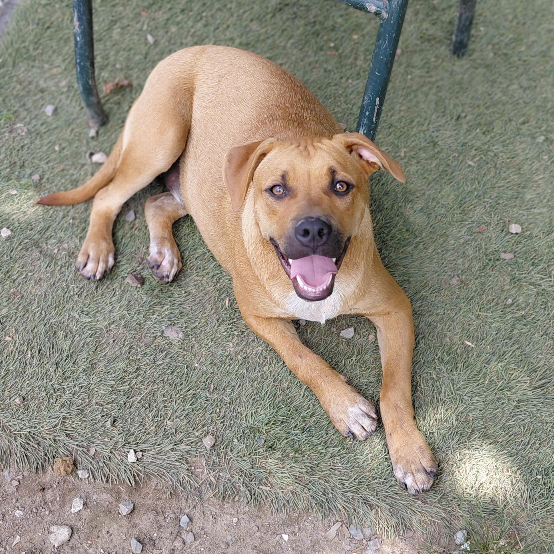 Enlarge Jumbo, a Adoptable mixed breed in Tracy City , TN image 2/3