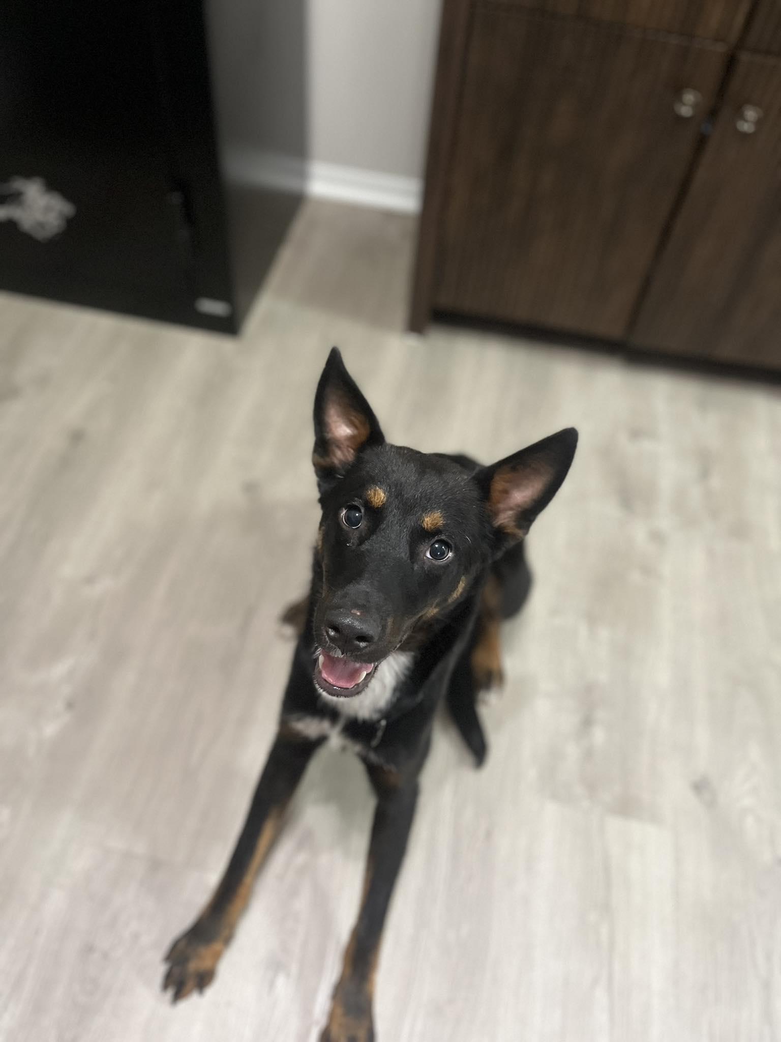 Radar, Adoptable, Young Male Shepherd.
