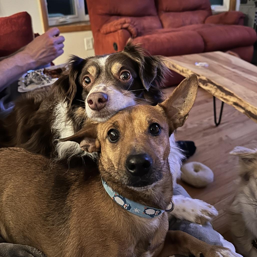 Enlarge Mason, a Adoptable Mixed Breed in Frederiksted, VI image 1/6