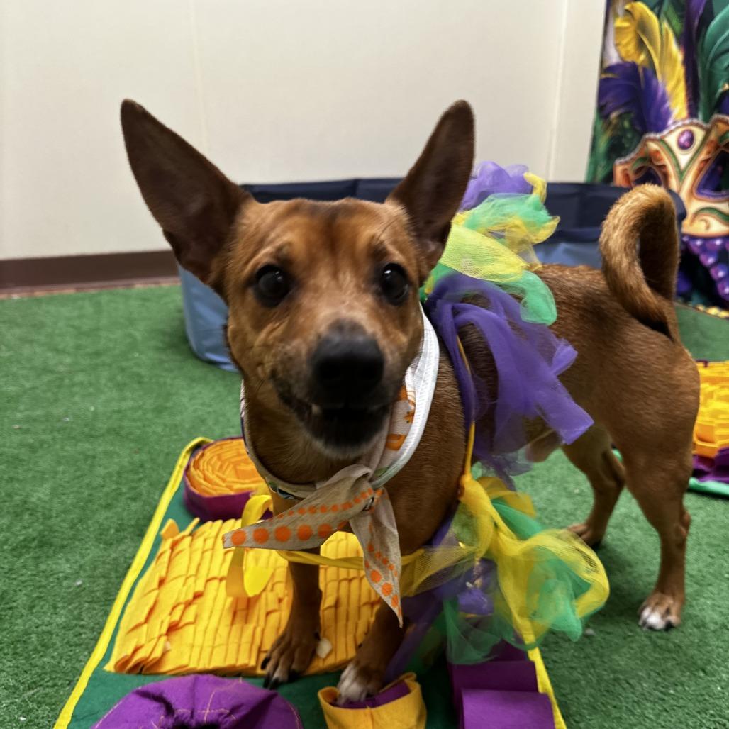 Enlarge Mason, a Adoptable Mixed Breed in Frederiksted, VI image 2/6