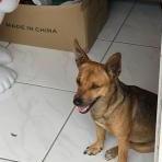 Mason, a Adoptable Mixed Breed in Frederiksted, VI image 1/2