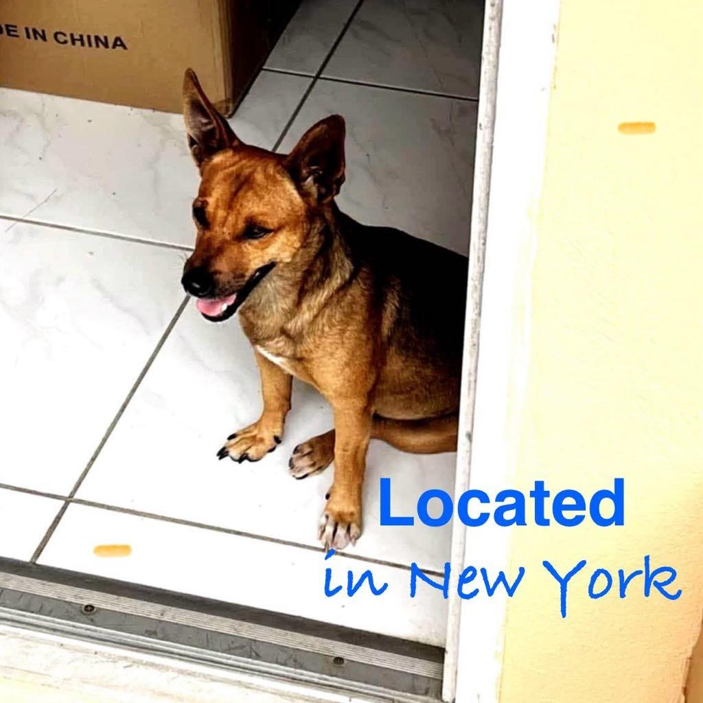 Mason, a Adoptable Mixed Breed in Frederiksted, VI image 2/2