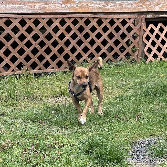 Enlarge Mason, a Adoptable Mixed Breed in Frederiksted, VI image 6/6