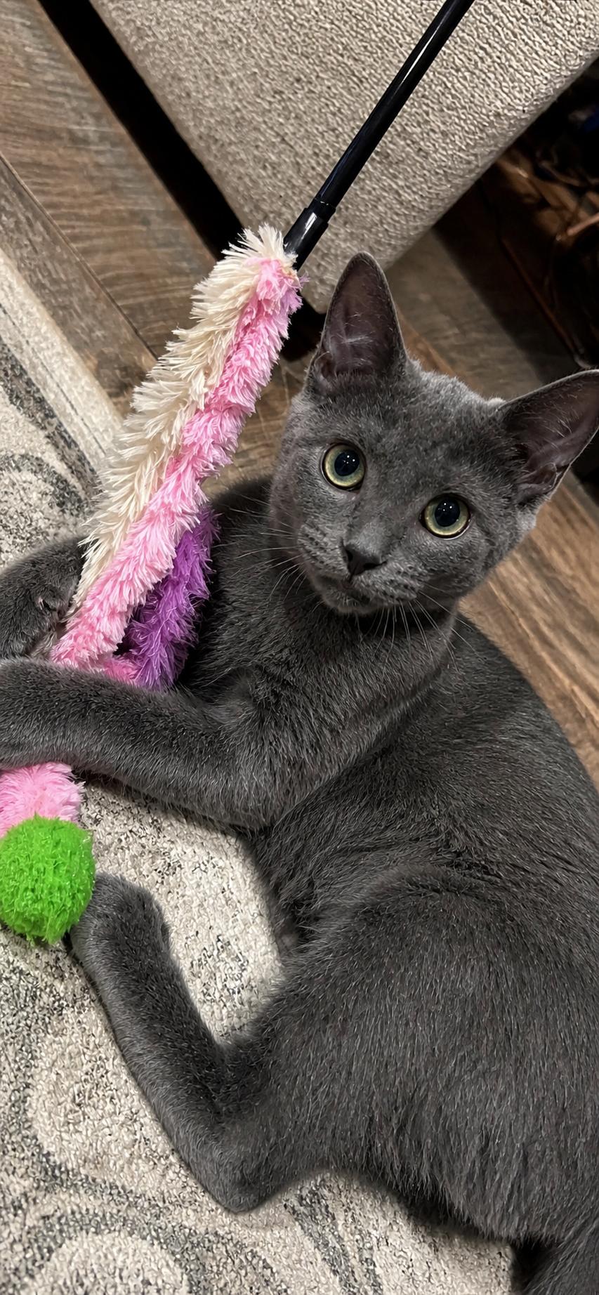 Enlarge Cydney INDOOR ONLY , an adoption pending mixed breed in Stockton, CA image 5/6
