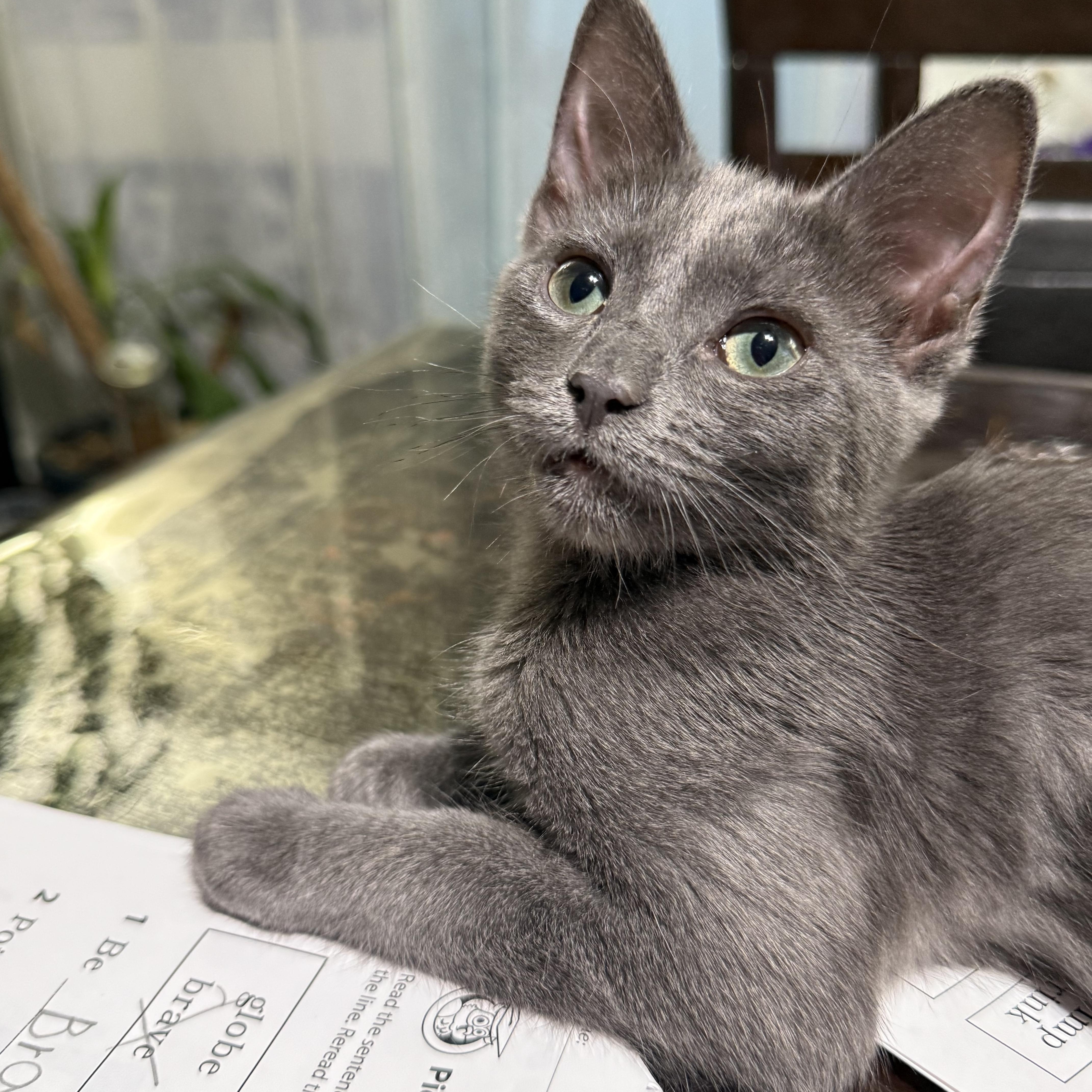 Enlarge Cydney INDOOR ONLY , an adoption pending mixed breed in Stockton, CA image 1/6