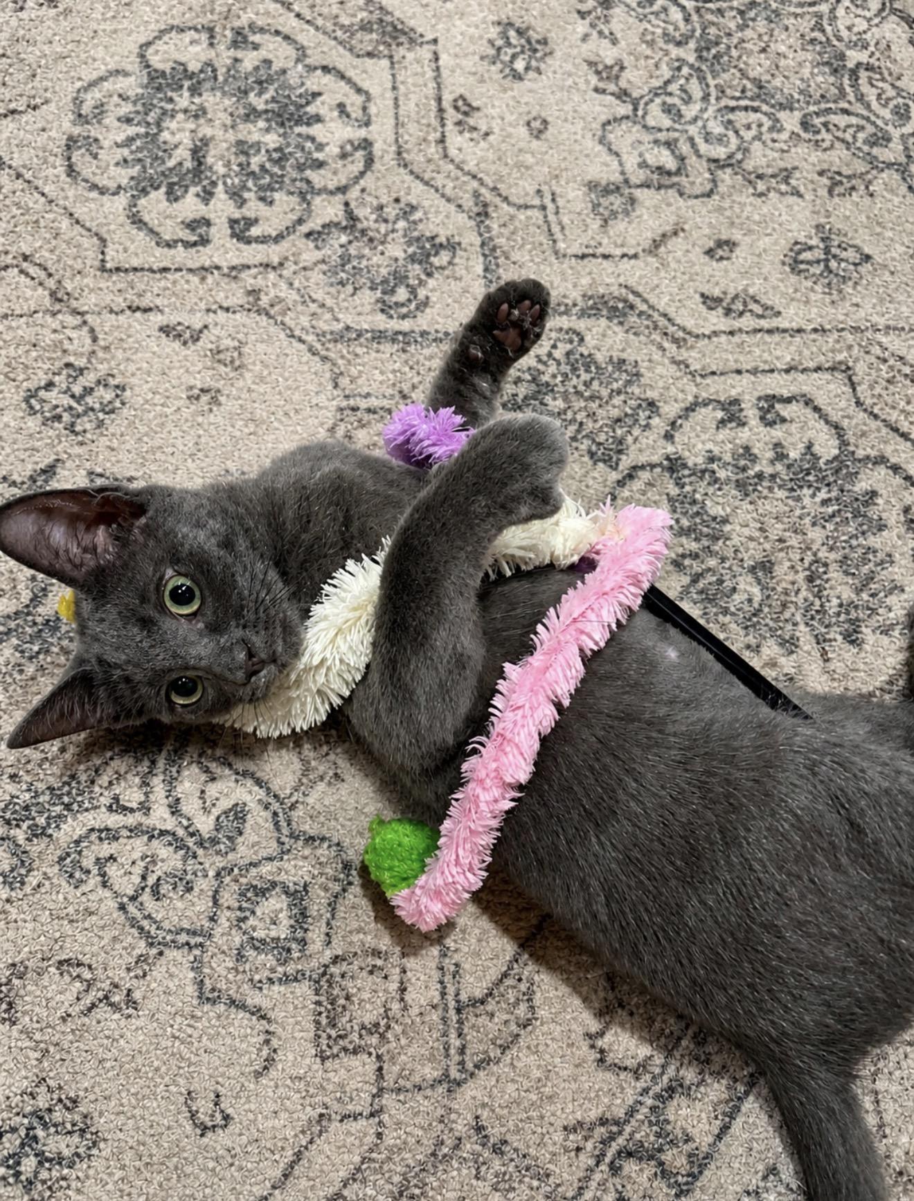 Enlarge Cydney INDOOR ONLY , an adoption pending mixed breed in Stockton, CA image 6/6