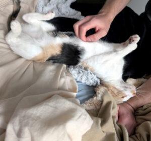 Enlarge Penelope, a ADOPTABLE Domestic Short Hair in Mississauga, ON image 2/5