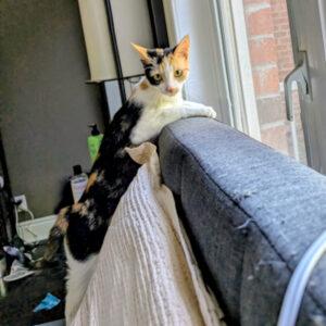 Enlarge Penelope, a ADOPTABLE Domestic Short Hair in Mississauga, ON image 4/5