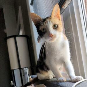 Enlarge Penelope, a ADOPTABLE Domestic Short Hair in Mississauga, ON image 5/5