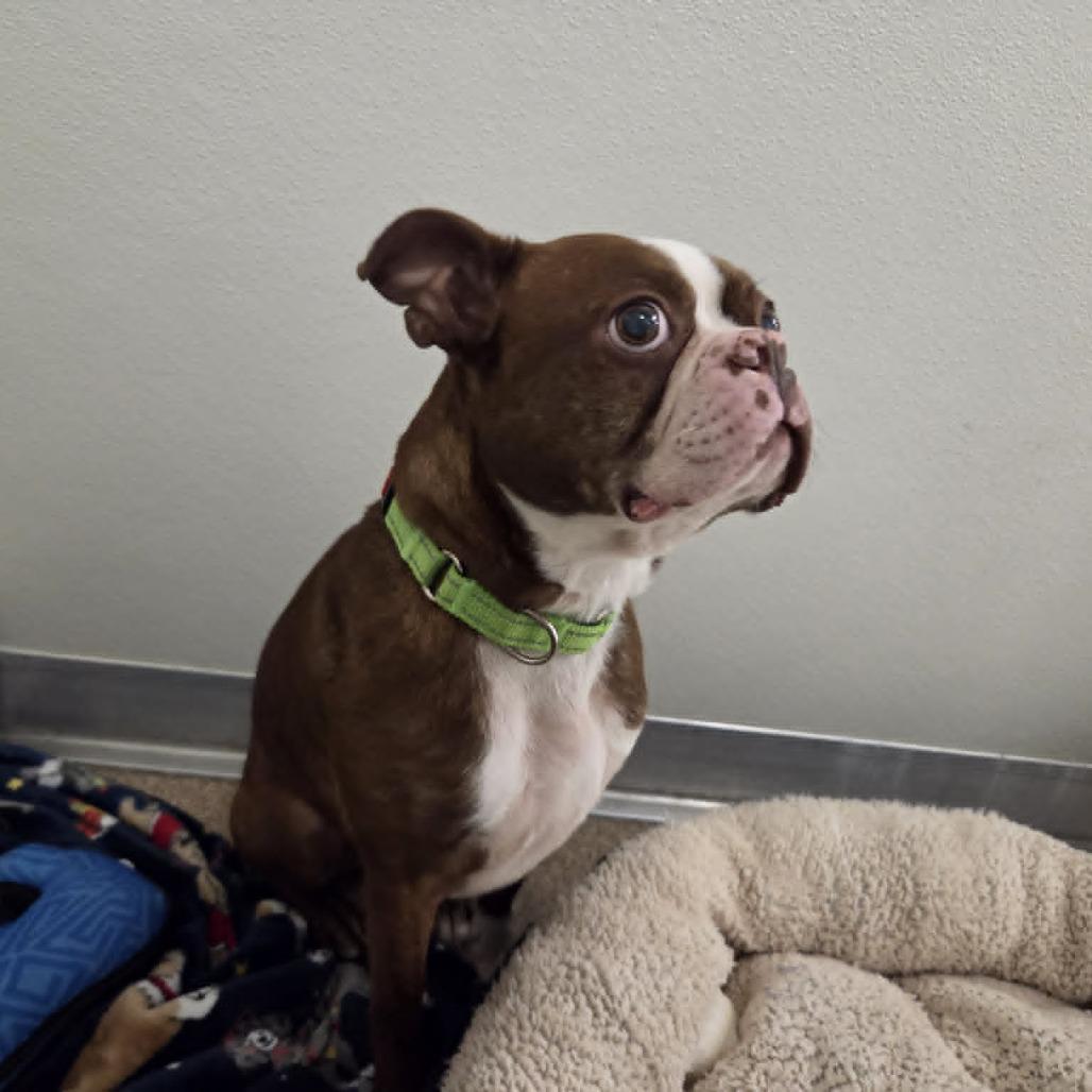 Easton, Adoptable, Adult Male Boston Terrier.