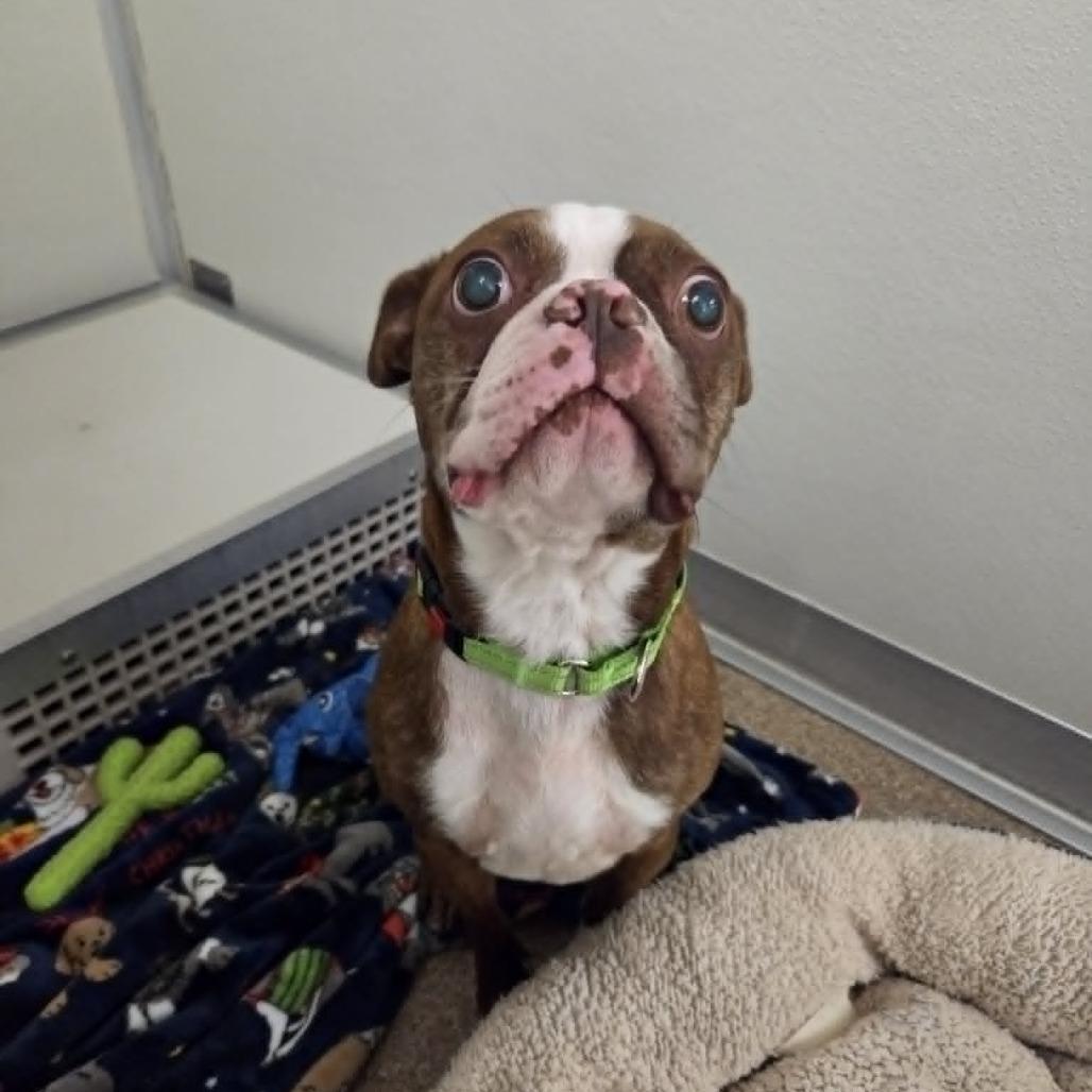 Enlarge Easton, a Adoptable Boston Terrier in Ballston Spa, NY image 2/6