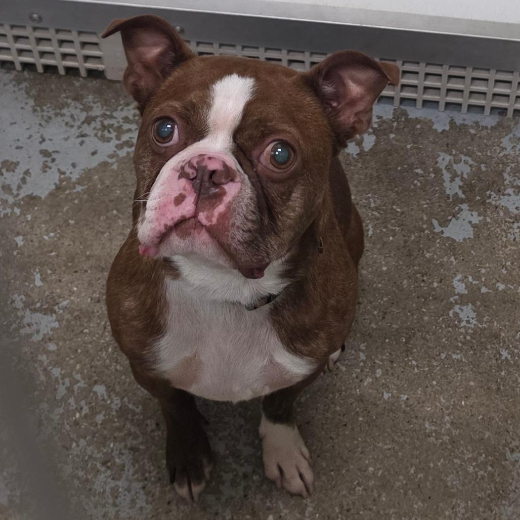 Enlarge Easton, a Adoptable Boston Terrier in Ballston Spa, NY image 3/6