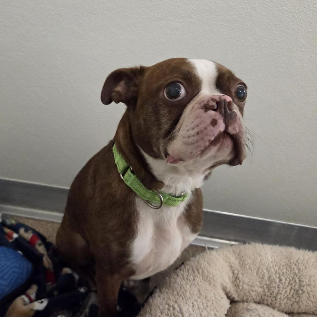 Enlarge Easton, a Adoptable Boston Terrier in Ballston Spa, NY image 4/6