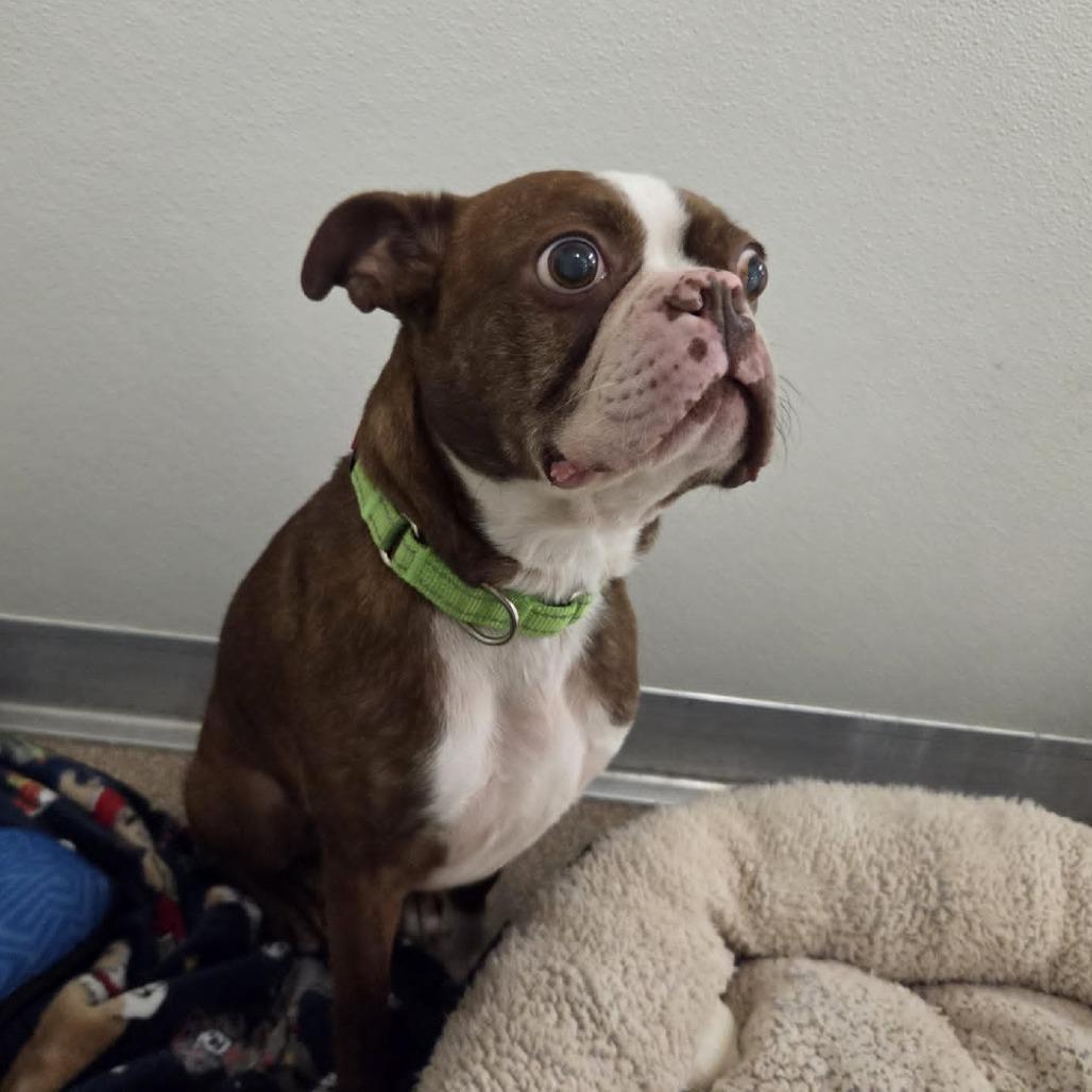 Enlarge Easton, a Adoptable Boston Terrier in Ballston Spa, NY image 5/6
