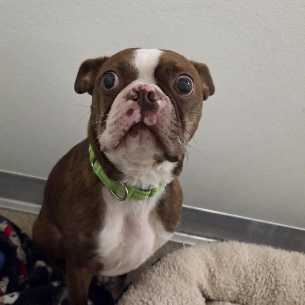 Enlarge Easton, a Adoptable Boston Terrier in Ballston Spa, NY image 6/6