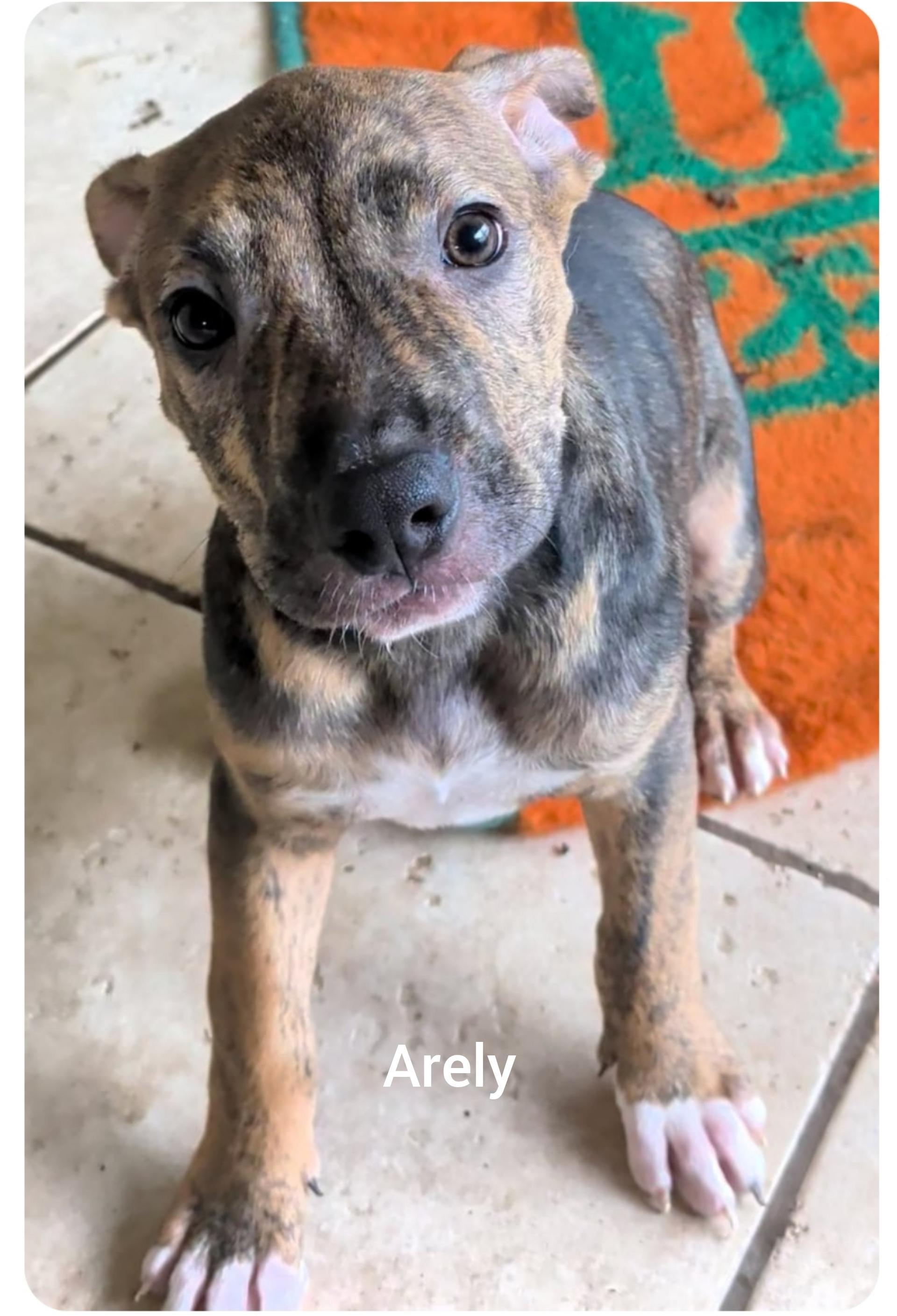 Asher ( Come meet us on 10/26 @ Lake Eola)