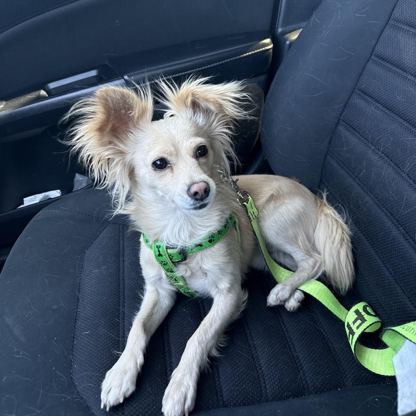 Enlarge Chiquito, a ADOPTABLE mixed breed in Gilbert, AZ image 2/4