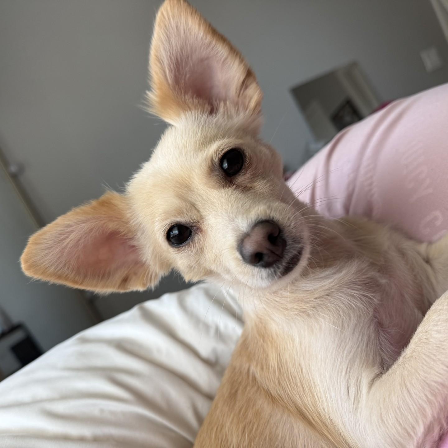 Chiquito, ADOPTABLE, Adult Male Chihuahua.