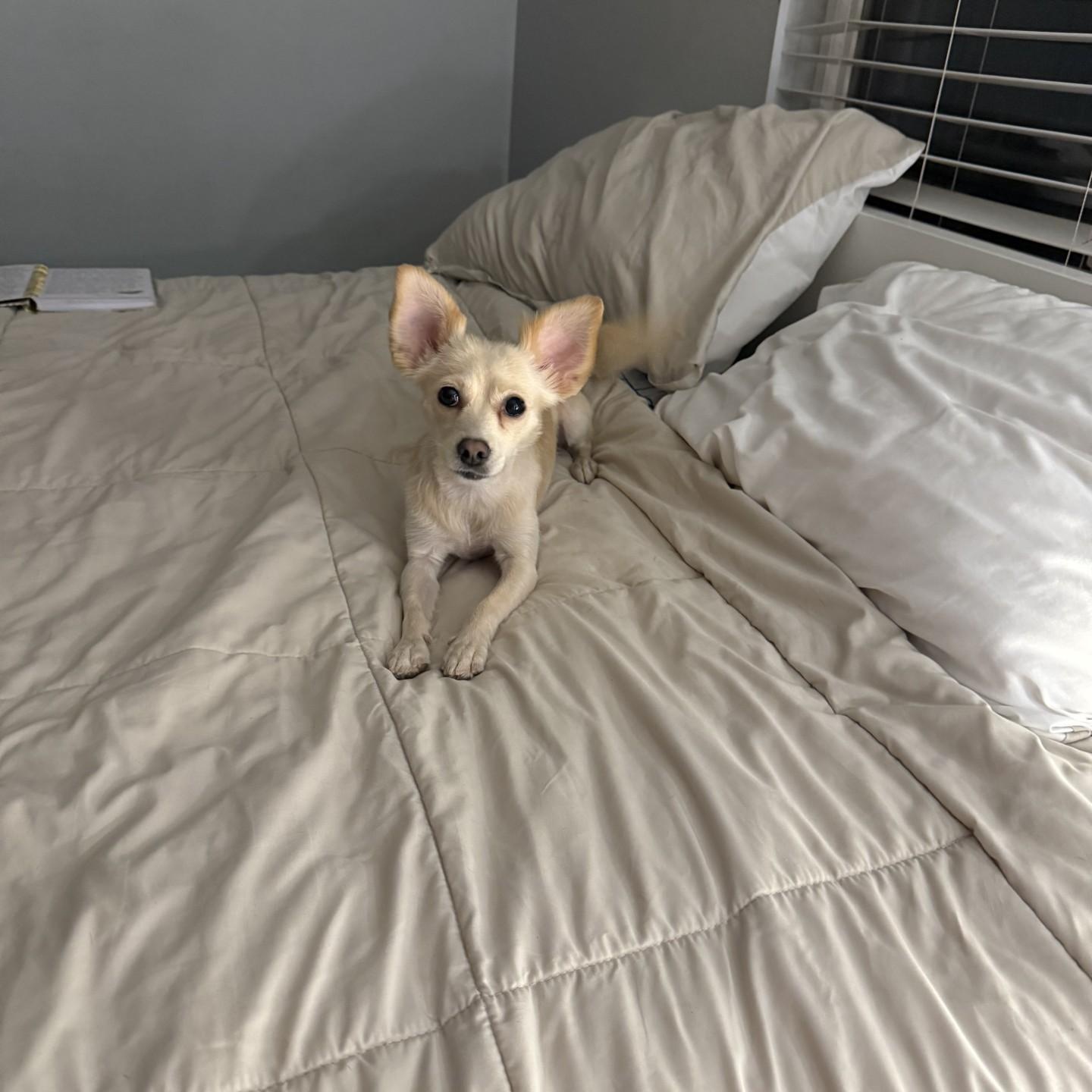 Enlarge Chiquito, a ADOPTABLE mixed breed in Gilbert, AZ image 4/4