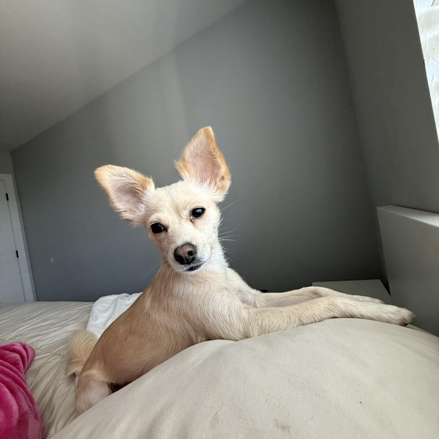 Enlarge Chiquito, a ADOPTABLE mixed breed in Gilbert, AZ image 3/4