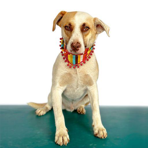 MAXIMUS, Adoptable, Young Male Labrador Retriever.