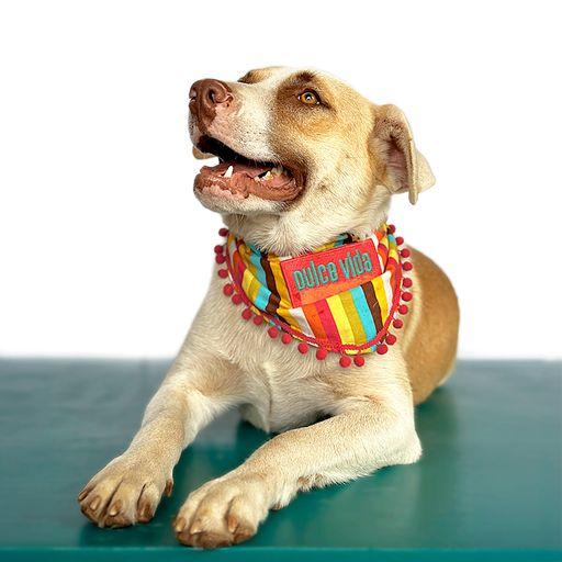 Enlarge MAXIMUS, a Adoptable mixed breed in San Diego, CA image 2/6