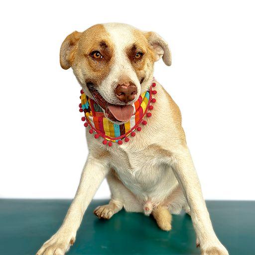 Enlarge MAXIMUS, a Adoptable mixed breed in San Diego, CA image 3/6