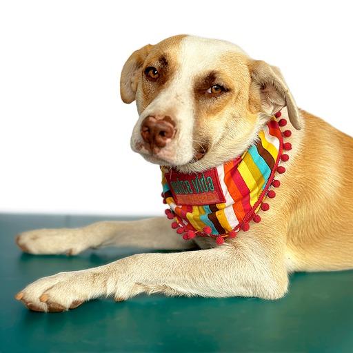 Enlarge MAXIMUS, a Adoptable mixed breed in San Diego, CA image 4/6