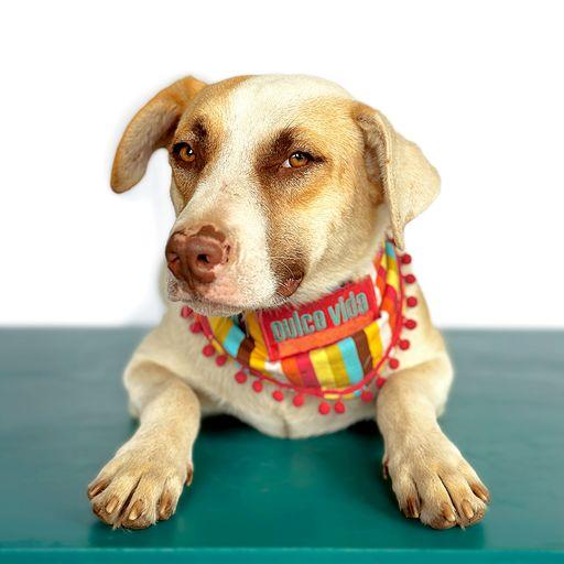 Enlarge MAXIMUS, a Adoptable mixed breed in San Diego, CA image 5/6