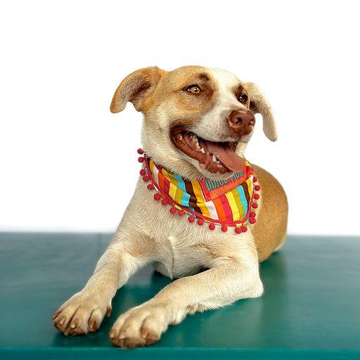 Enlarge MAXIMUS, a Adoptable mixed breed in San Diego, CA image 6/6