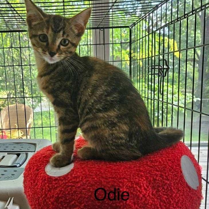 Odie