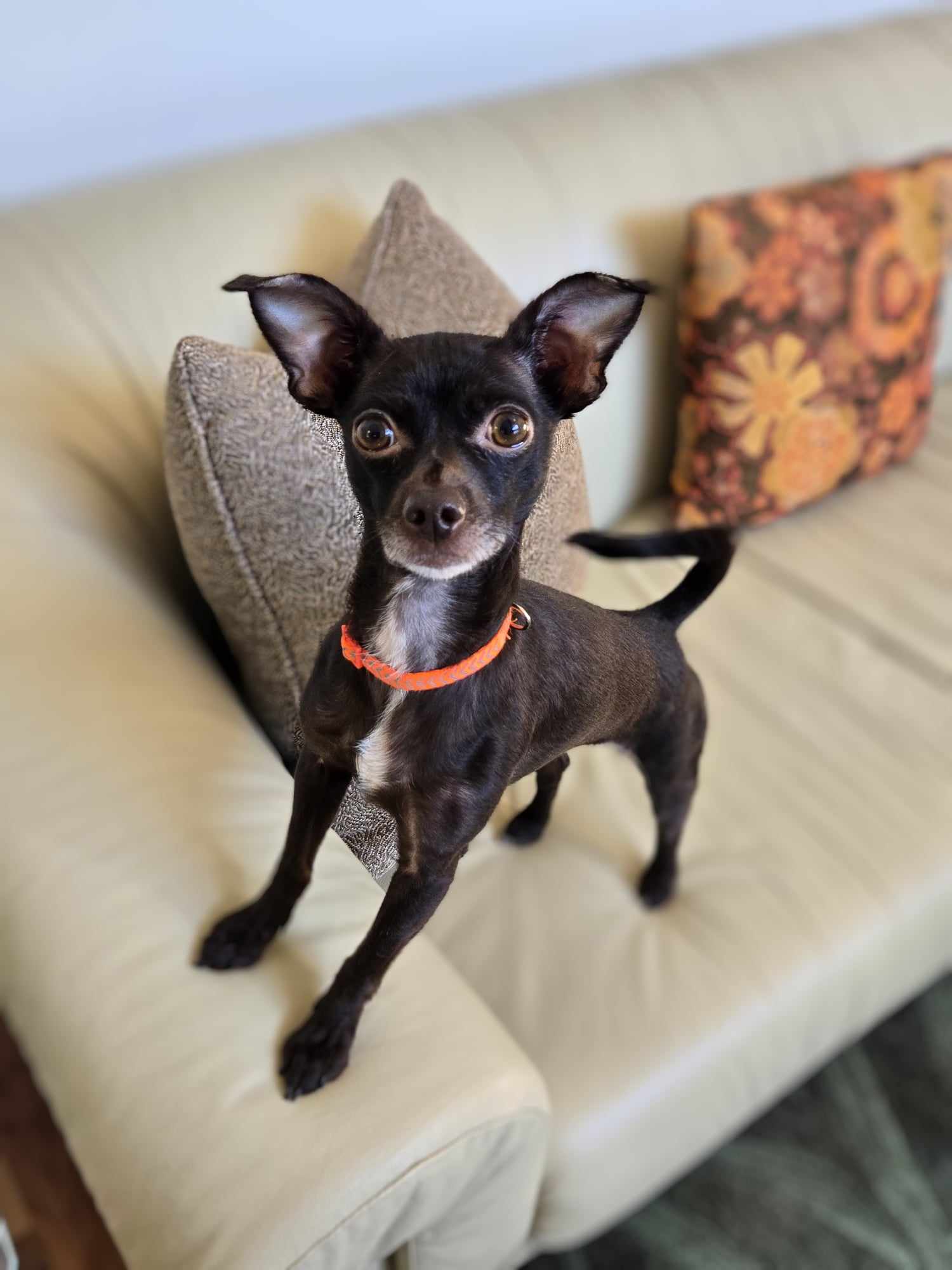DARLA (Applications processing), Adopted, Young Female Chihuahua.