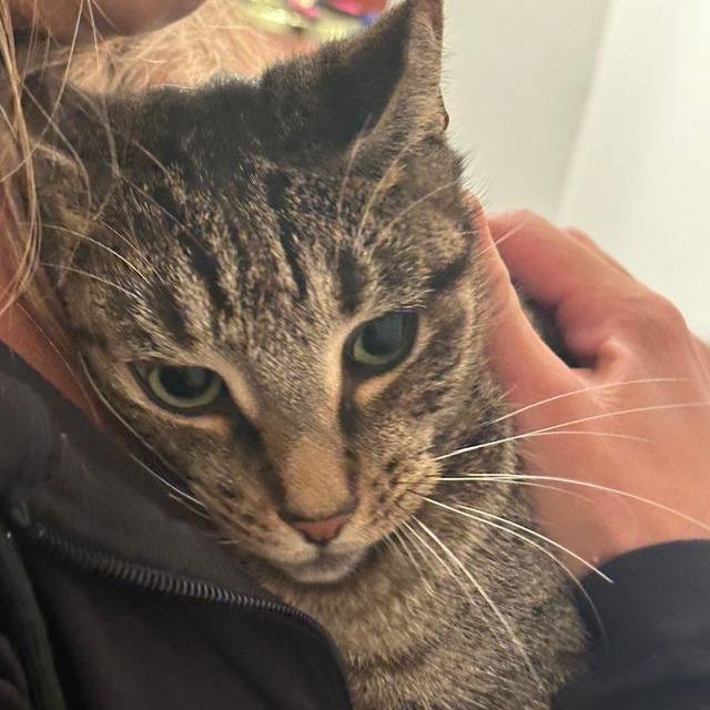 Bonnie, Adoptable, Adult Female Domestic Short Hair.